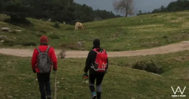 Dos peregrinos del Camino de Santiago y una vaca