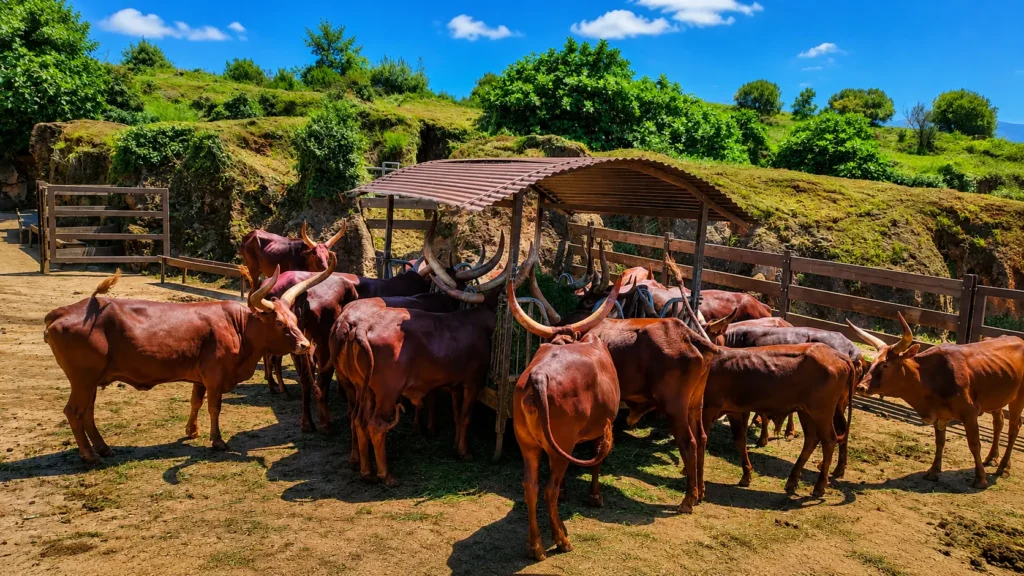 cómo visitar el Parque de Cabárceno